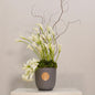 Kalyfecios