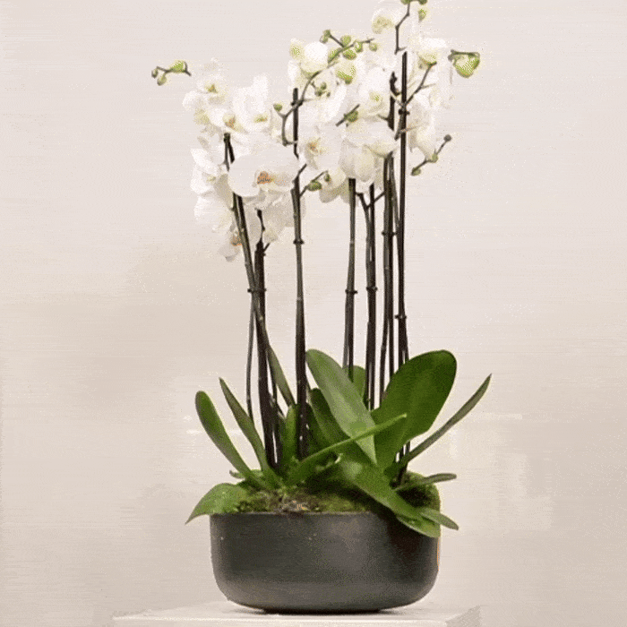 Luxurious Orchidia V arrangement with white orchid plants in a premium pot, showcasing timeless elegance and sophisticated design.
