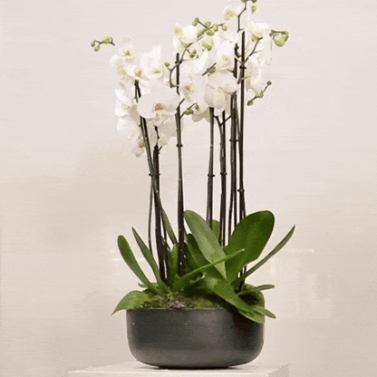 Luxurious Orchidia V arrangement with white orchid plants in a premium pot, showcasing timeless elegance and sophisticated design.
