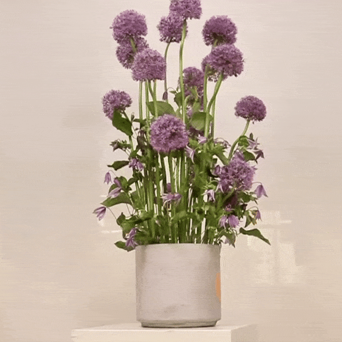 Vertical floral arrangement 'Love Purity' with tall Alliums and Clematis in a minimalist pot, perfect for elegant interiors.
