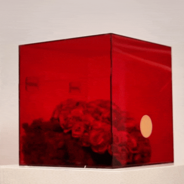 Heart in a Box with red spray roses in a clear acrylic box, symbolizing love and affection. Perfect for gifts and special occasions.