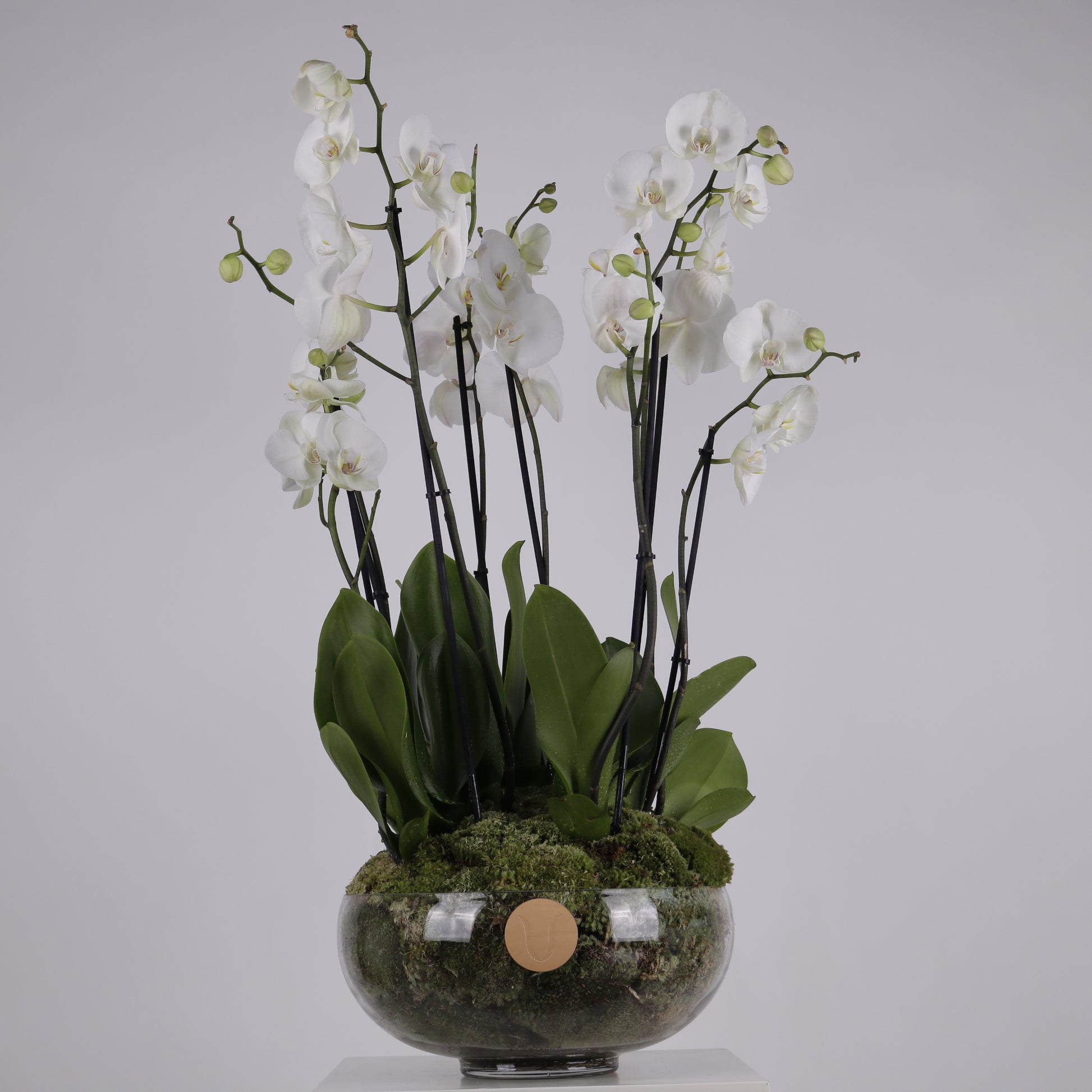 The Orchid Vitrine luxury white Phalaenopsis orchid arrangement signature glass bowl modern interiors Kuwait Vitali Concept