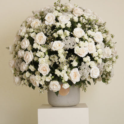 Gardenia Blanche