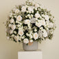 Gardenia Blanche