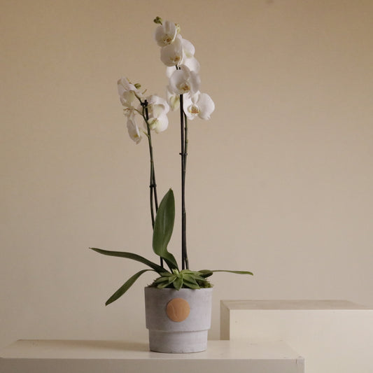 Lumière Luxury Floral Arrangement - Vitali Concept Kuwait