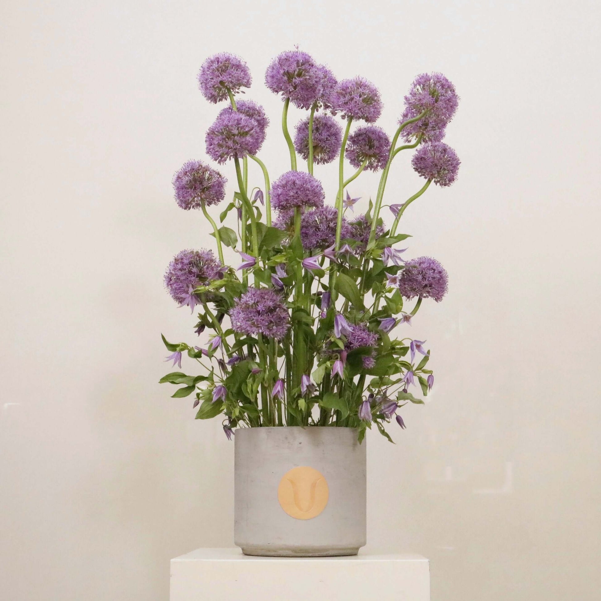 Tall floral arrangement with purple Alliums and delicate Clematis in a modern pot titled 'Love Purity', perfect for elegant interiors.