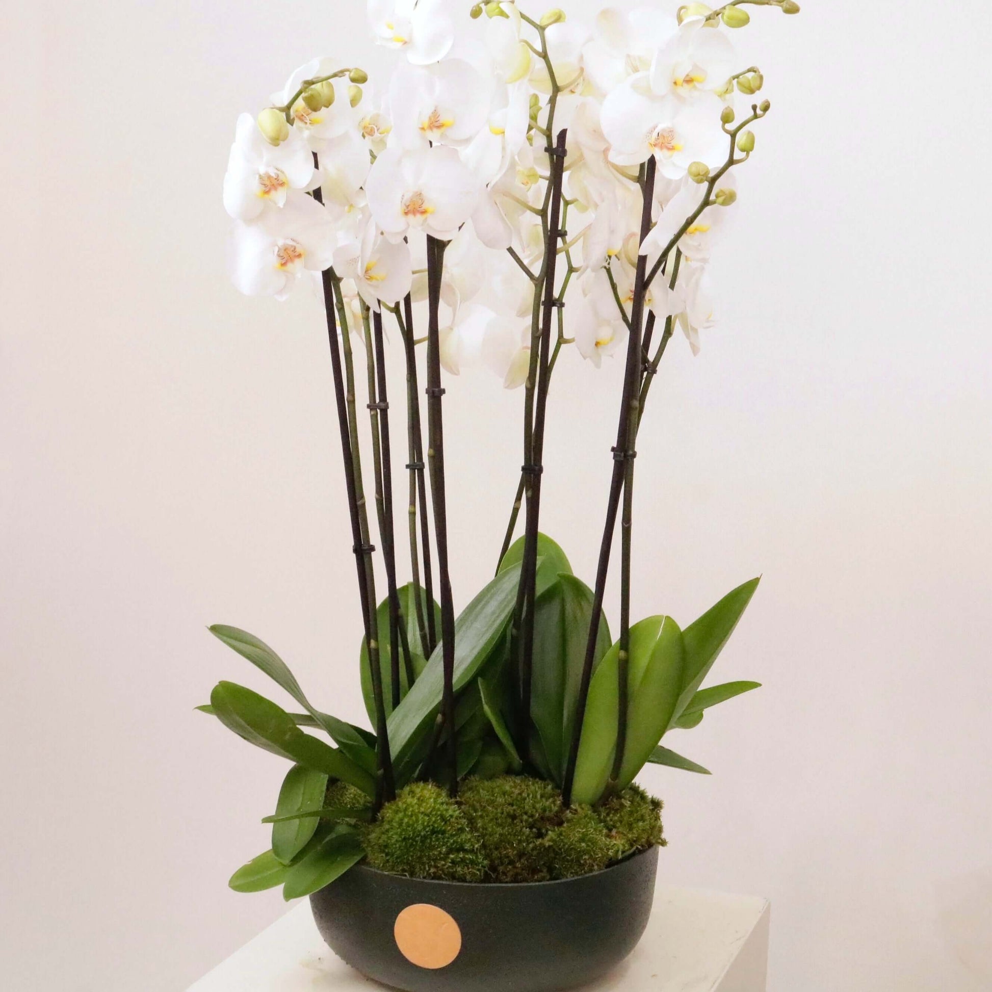 Luxurious Orchidia V orchid arrangement in premium pot featuring elegant white orchids, perfect for timeless sophistication and modern decor.