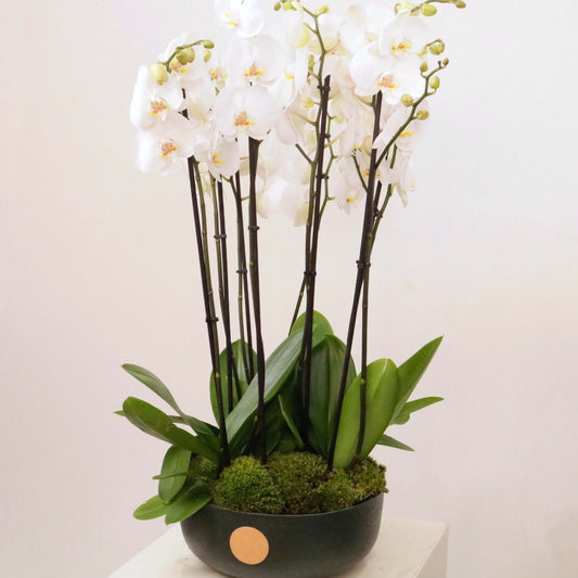 Luxurious Orchidia V orchid arrangement in premium pot featuring elegant white orchids, perfect for timeless sophistication and modern decor.