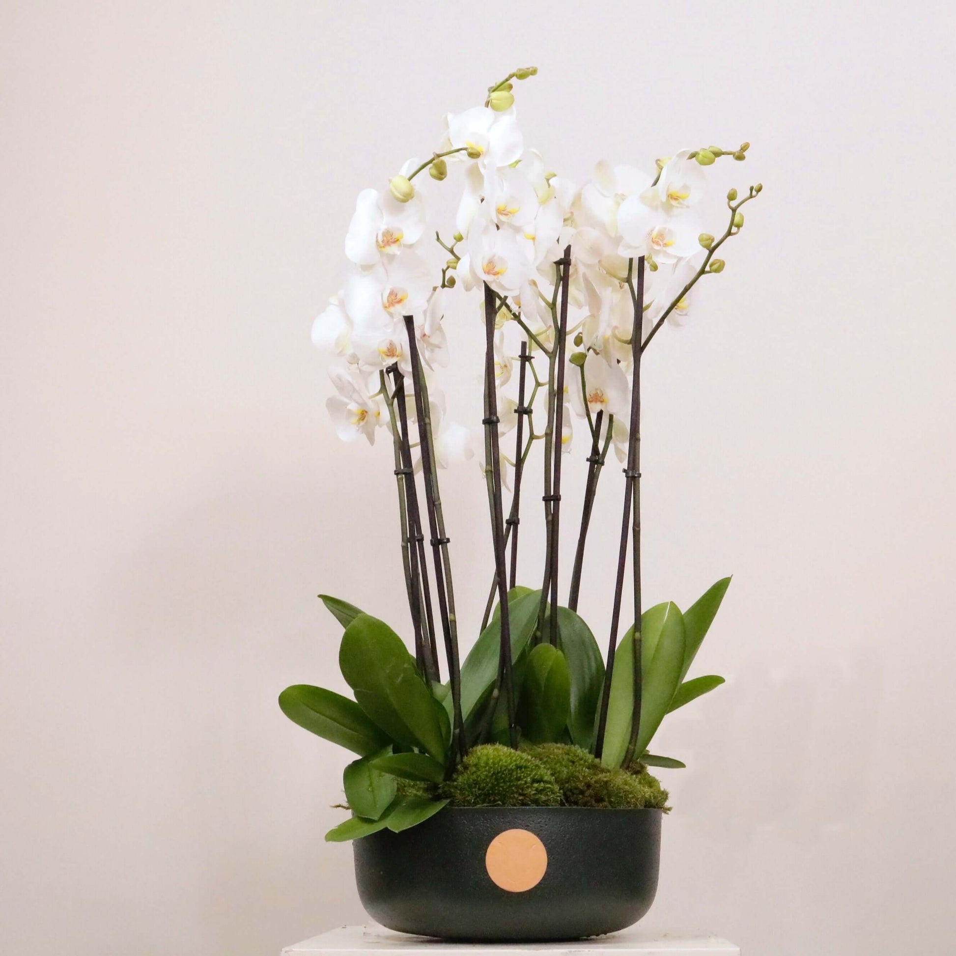Luxurious white Orchidia V arrangement in elegant pot, featuring sophisticated orchid display. Perfect for timeless home decor elegance.