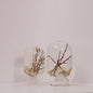 Corale Zelkova diffuser by Style Jieum, featuring branches and coral tones, evoking a serene forest retreat atmosphere.