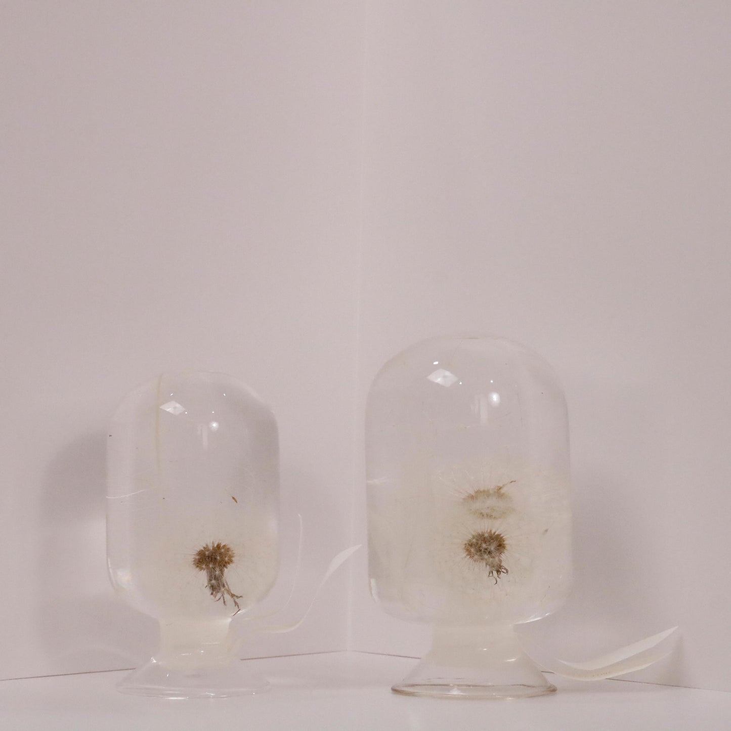 Elegant Dandelion-inspired sculptures by Style Jieum, showcasing timeless beauty and minimalistic design in glass domes.