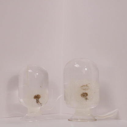 Elegant Dandelion-inspired sculptures by Style Jieum, showcasing timeless beauty and minimalistic design in glass domes.