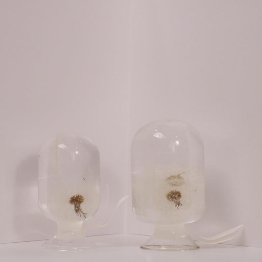 Elegant Dandelion-inspired sculptures by Style Jieum, showcasing timeless beauty and minimalistic design in glass domes.