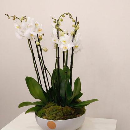 Orchidia V