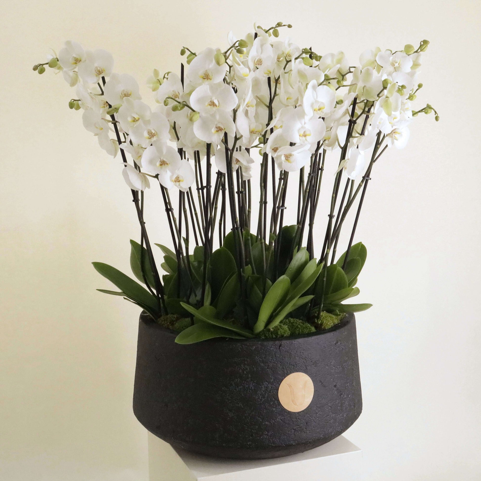 Opulent Orchidia Royal arrangement with premium orchids in a luxurious pot, ideal for luxury home décor and special occasions.