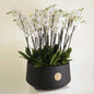 Opulent Orchidia Royal arrangement with premium orchids in a luxurious pot, ideal for luxury home décor and special occasions.