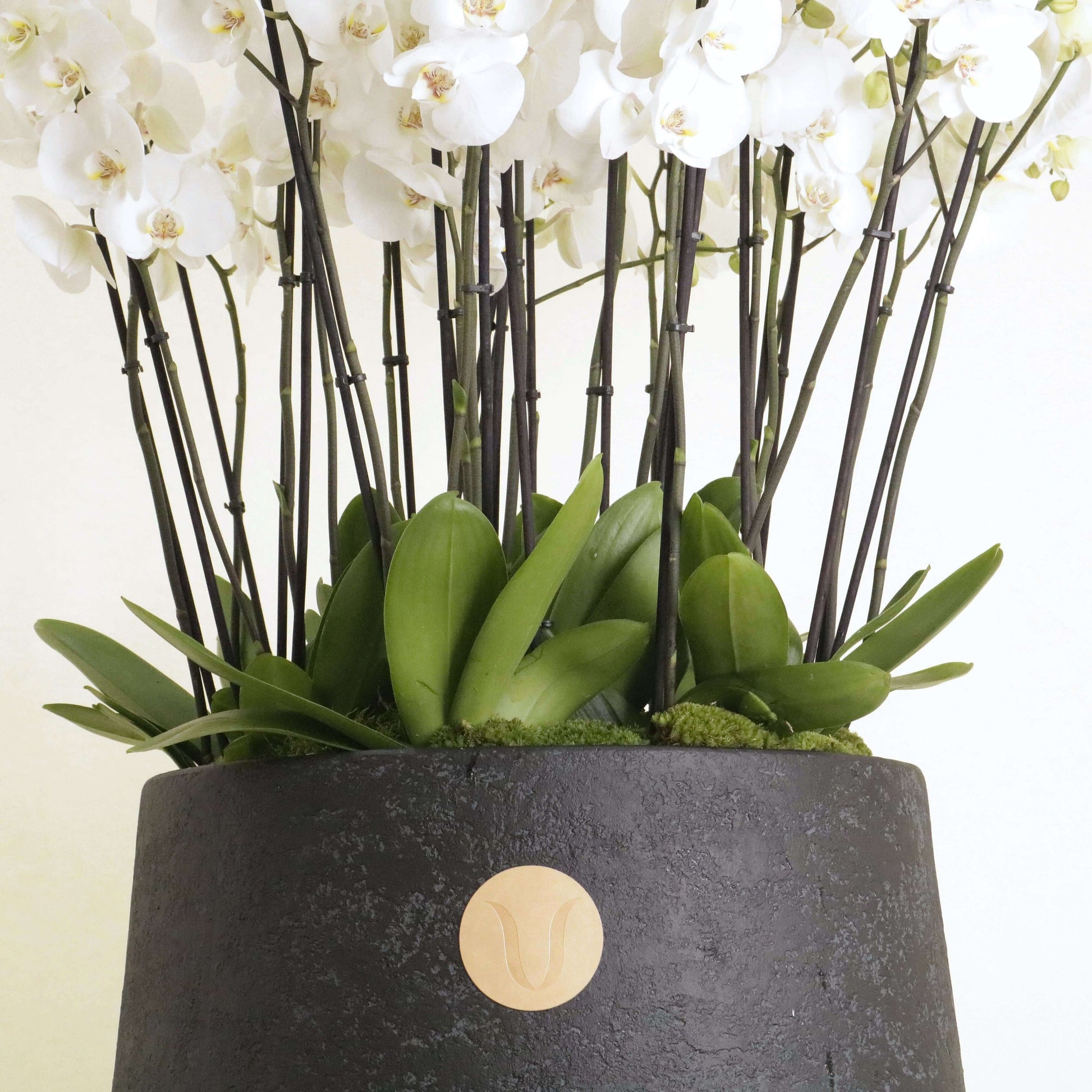 Elegant white orchids in a luxurious pot, part of the Orchidia Royal collection, perfect for sophisticated home décor and gifting.