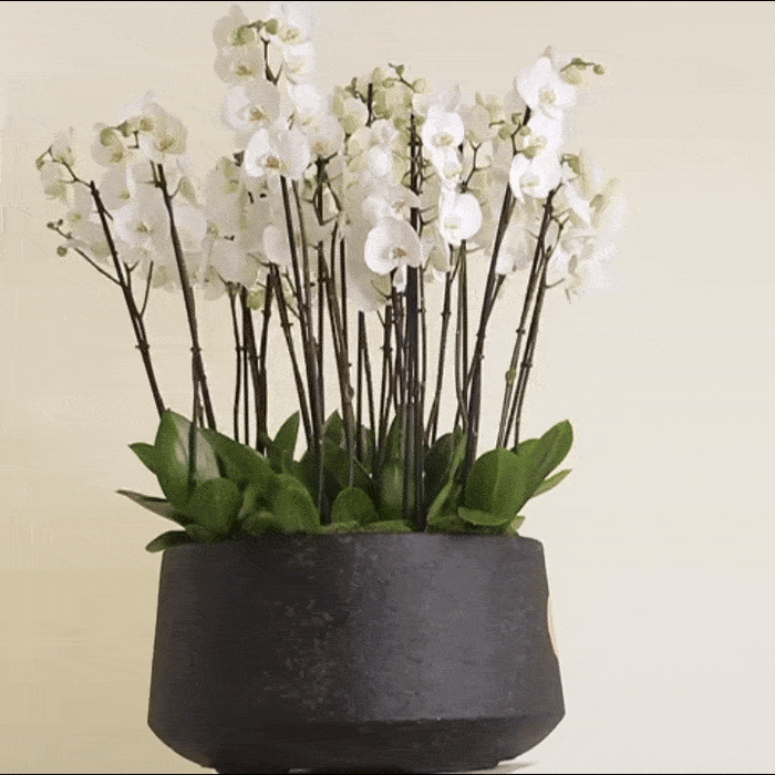 Luxurious Orchidia Royal arrangement featuring premium orchids in an elegant decorative pot, perfect for sophisticated home décor.