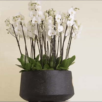 Luxurious Orchidia Royal arrangement featuring premium orchids in an elegant decorative pot, perfect for sophisticated home décor.